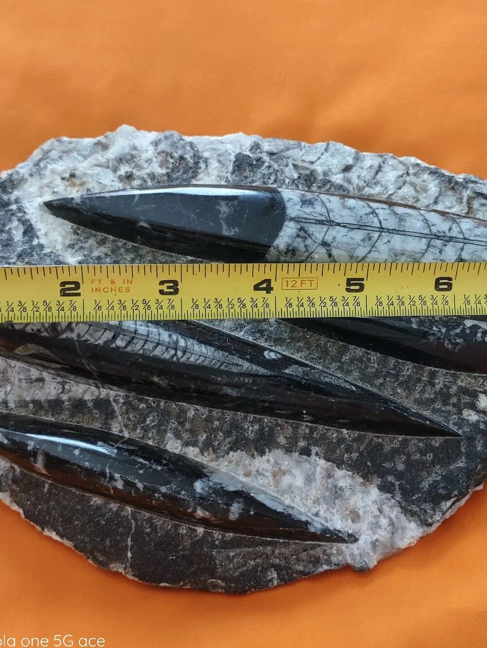 Black and White Orthoceras Fossil Polished Nautiloid Specimen